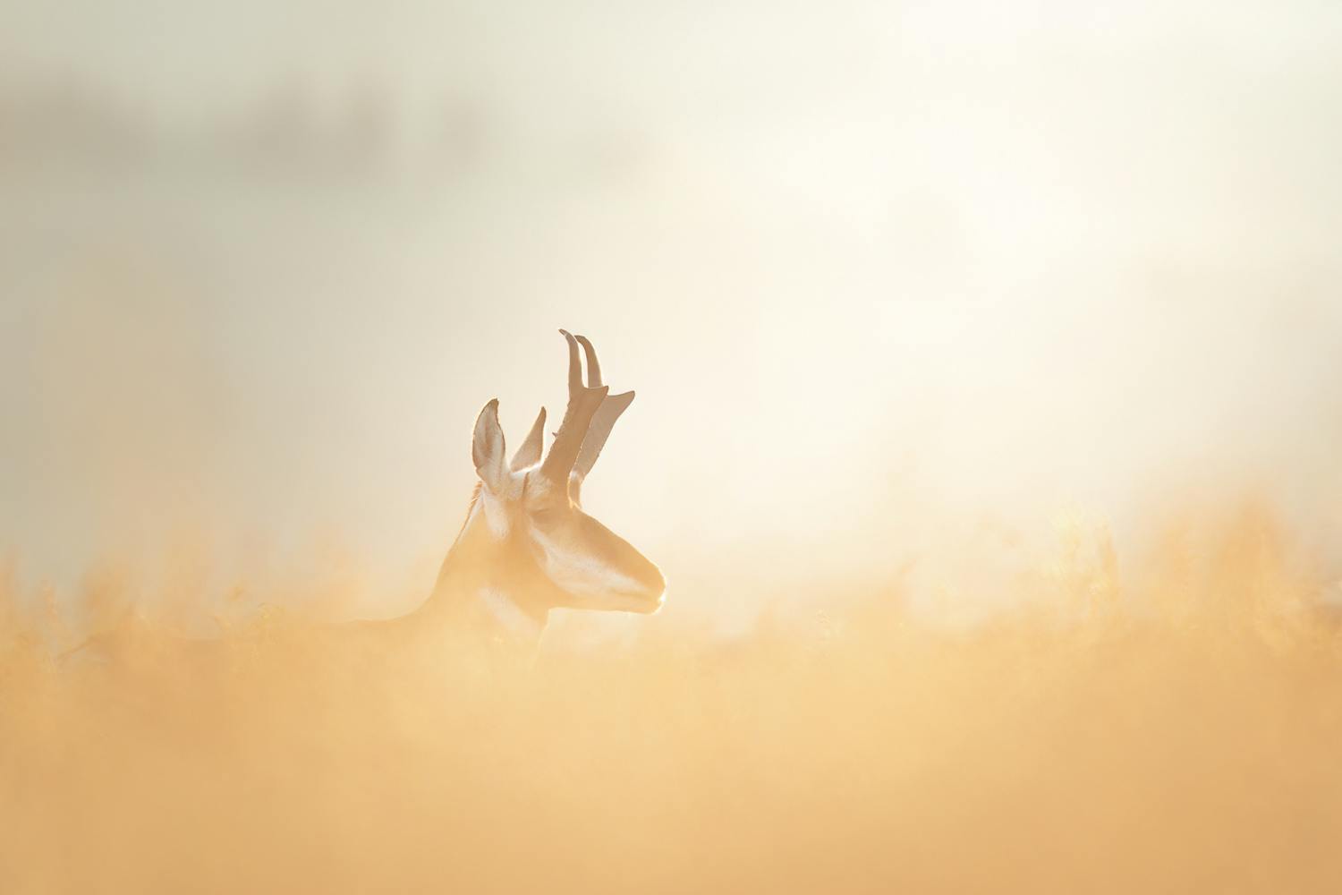 kopi af mattheis pronghorn Hanka-antilooppi